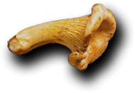 Royal Plate - Restaurant & Catering HTML Template